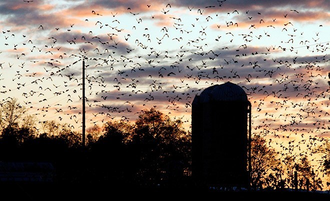 Bird Strike